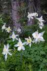 USA-Wyoming. Columbine wildflowers-Grand Teton National Park. Art Print